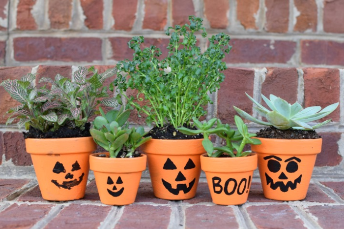 Halloween-Themed Plants